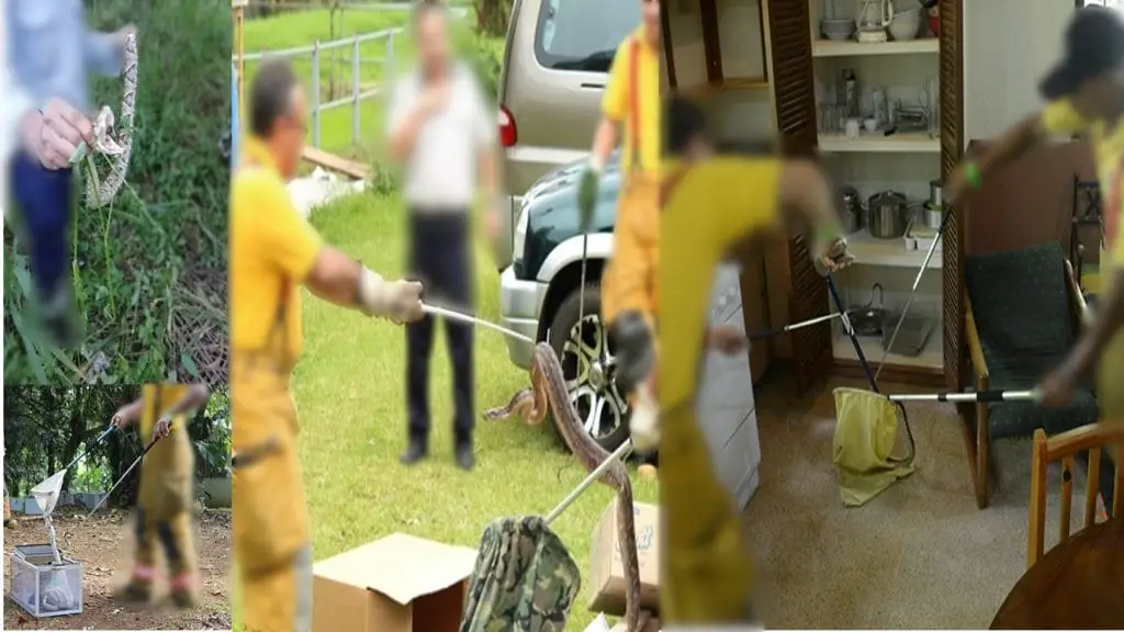 Manipulación de serpientes venenosas
