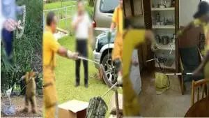 Manipulación de serpientes venenosas