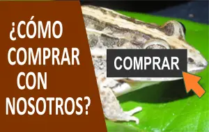 GUÍA DE COMPRA ¿CÓMO COMPRAR CON NOSOTROS?