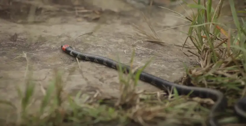 Micrurus mipartitus