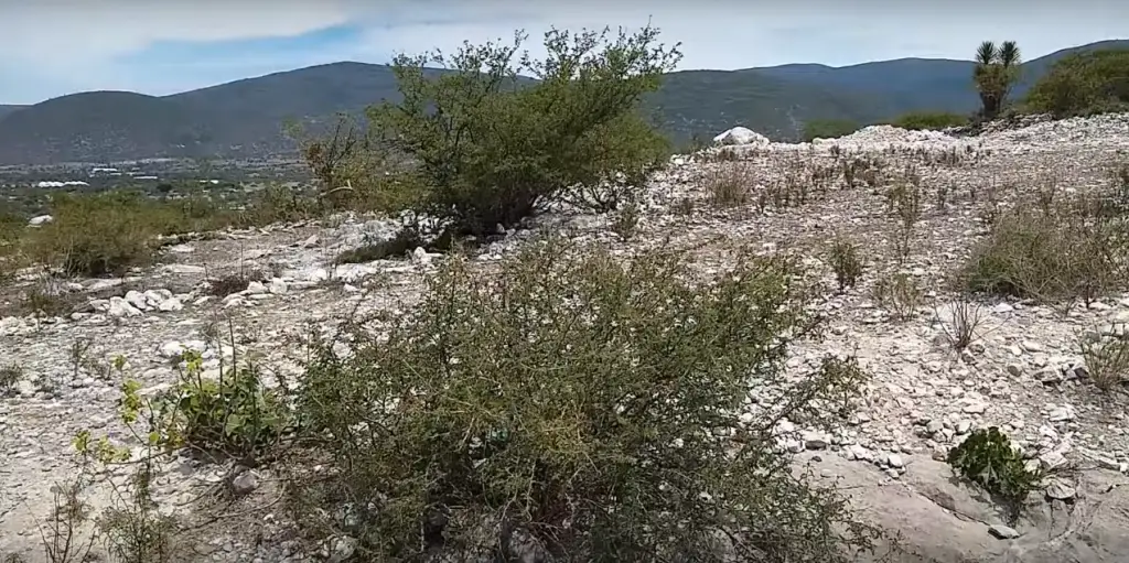 Herpetologia buscando serpientes en pedregal