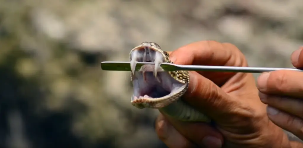 crotalus durissus