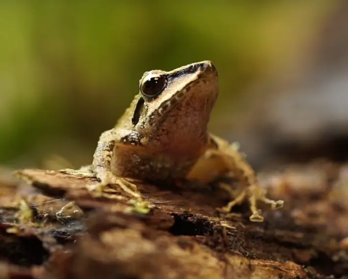 Batrachochytrium dendrobatidis