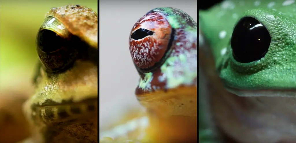 ojos de rana