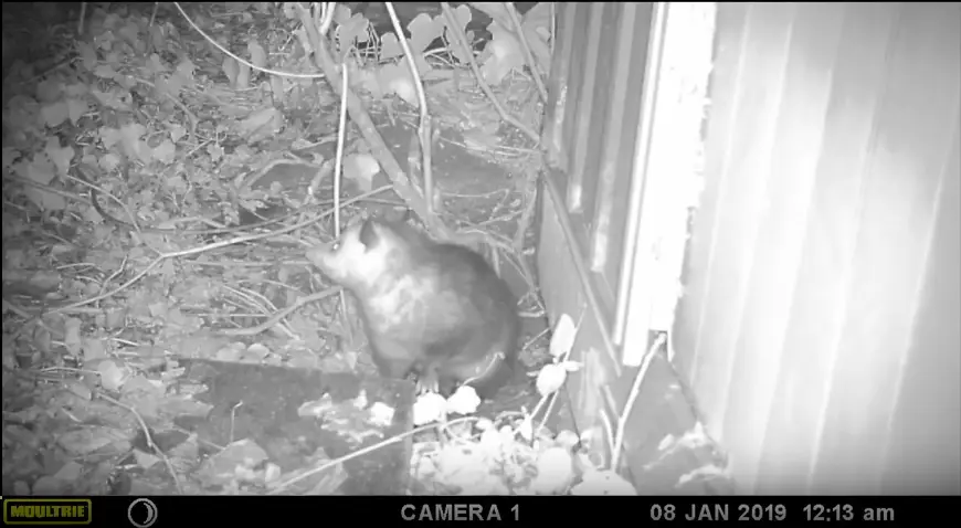 Cámara trampa, fototrampeo, chucha, zarigüeya