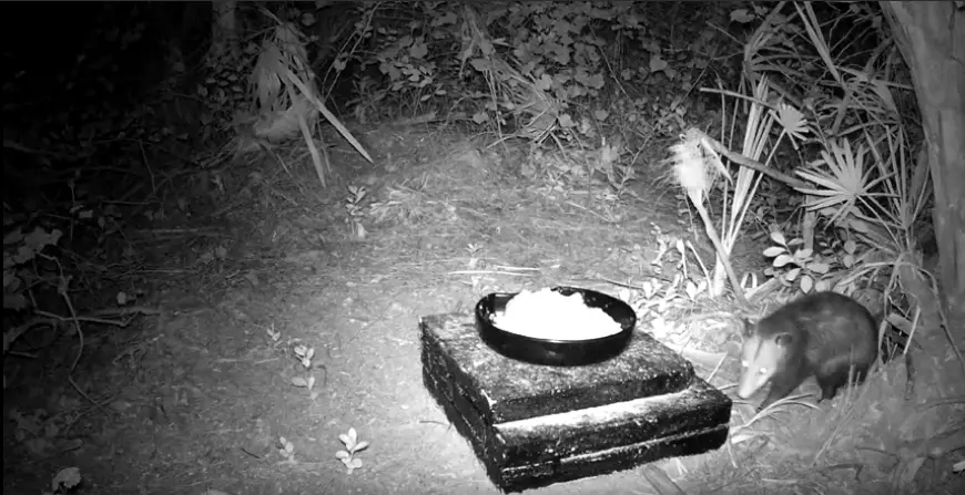 Uso de cebo Chucha Didelphis marsupialis, camara trampa fototrampeo