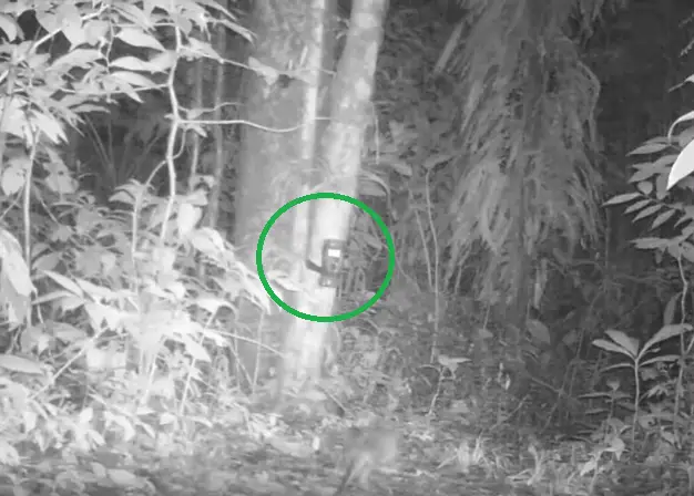 ubicación  cámaras trampa fototrampeo