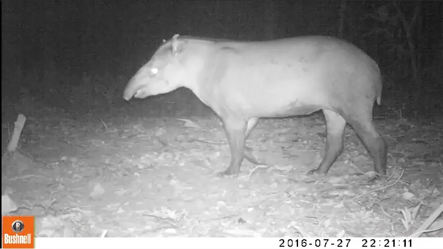 Cámaras Trampa Equipos Esenciales para Fototrampeo, Tapir, Danta camara trampa