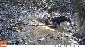 Importancia del Fototrampeo en Proyectos de Restauración de Ecosistemas, Oso hormiguero con cría cámara trampa