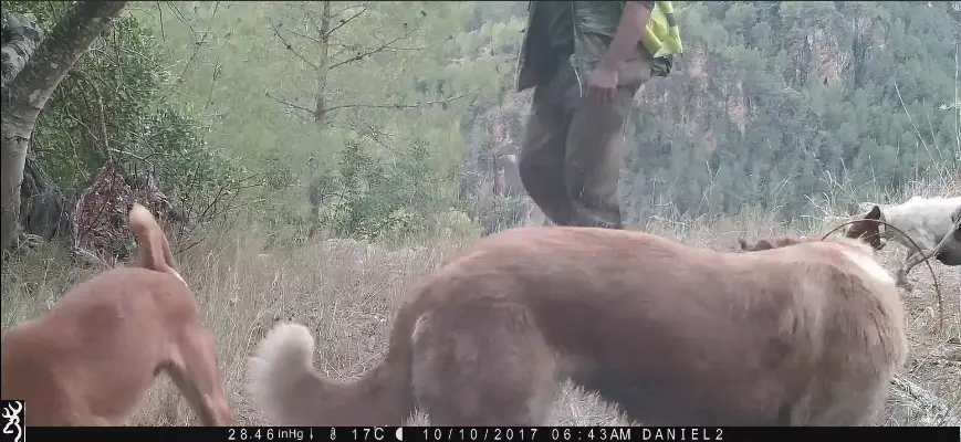 Evite rebelar la posición de las cámara trampa