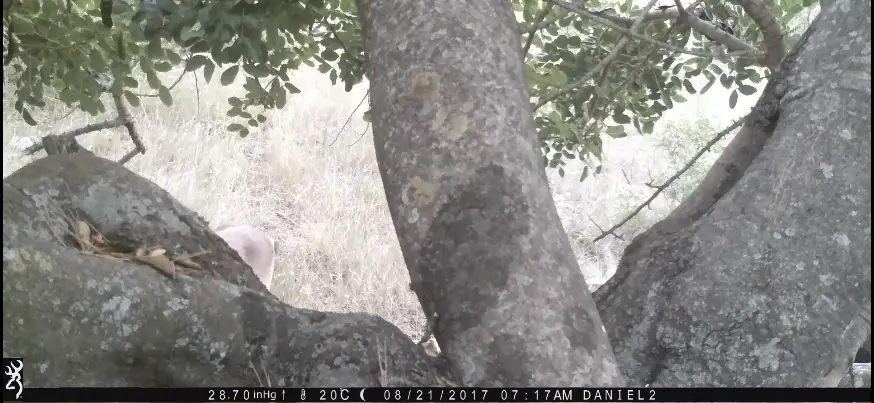 Obstrucción de cámara trampa