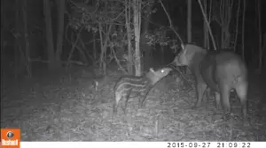 Danta y cría cámara trampa