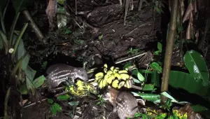 Cómo Funciona una Cámara Trampa en Estudios de Fauna, Cebo Cuniculus paca cámara trampa