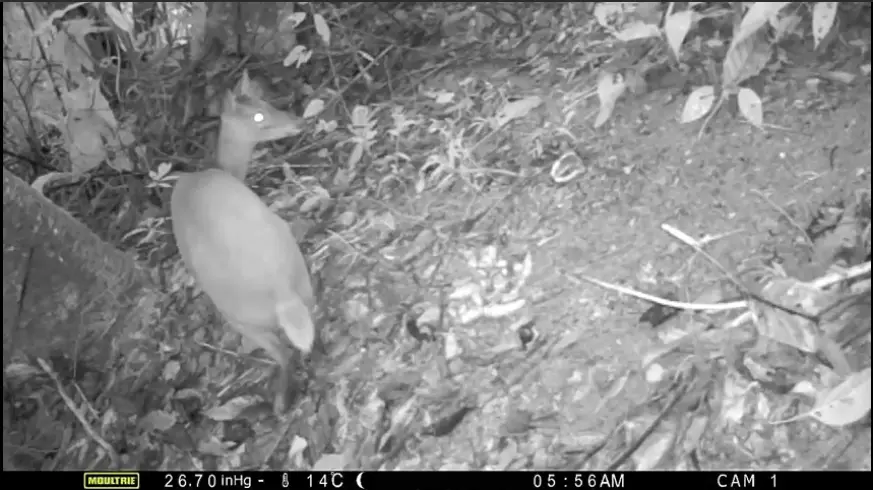 LOS 5 MITOS MÁS COMUNES DE LAS CÁMARAS DE FOTOTRAMPEO (Venado cola blanca (Odocoileus virginianus) moultrie a-25 