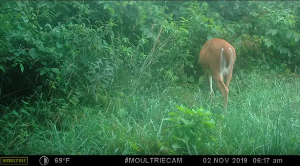 LOS 5 MITOS MÁS COMUNES DE LAS CÁMARAS DE FOTOTRAMPEO Moultrie A-25
