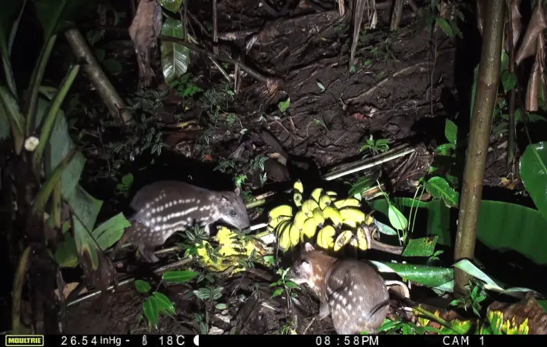 Moultrie camara fototrampeo 1 Cuniculus paca