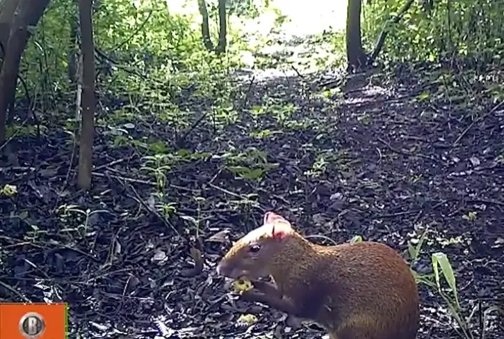 Bushnell camara fototrampeo 3