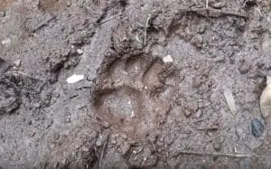 Huella de puma en suelo húmedo