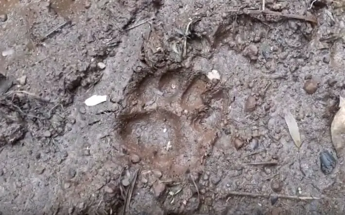 Huella de puma en suelo húmedo