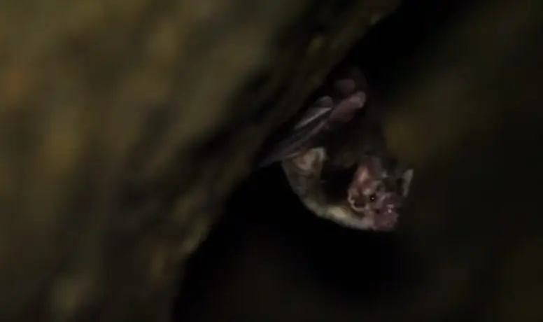 Los Murciélago vampiro (Desmodus rotundus), en cueva.