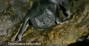 Murciélago Vampiro (Desmodus rotundus) Control, exclusión y eliminación