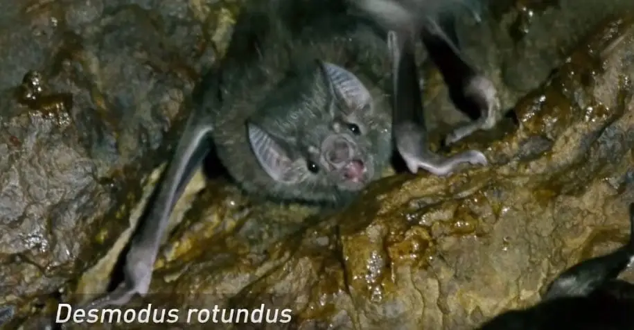 Murciélago Vampiro (Desmodus rotundus) Control, exclusión y eliminación