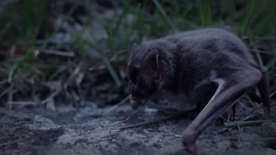 Murciélago Vampiro caminando