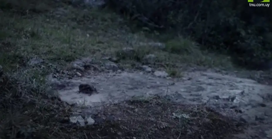 Murciélago Vampiro Desmodus rotundus caminando