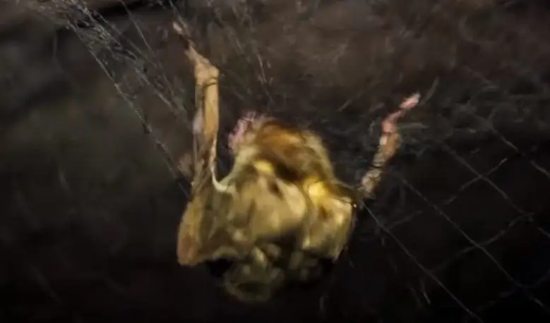 Murciélago Vampiro capturado en red de niebla