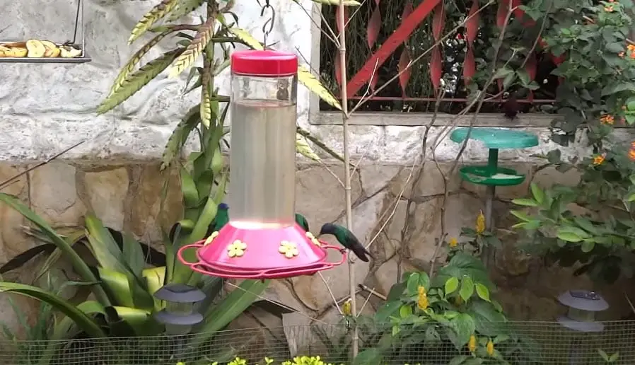 Alimentador para colibríes