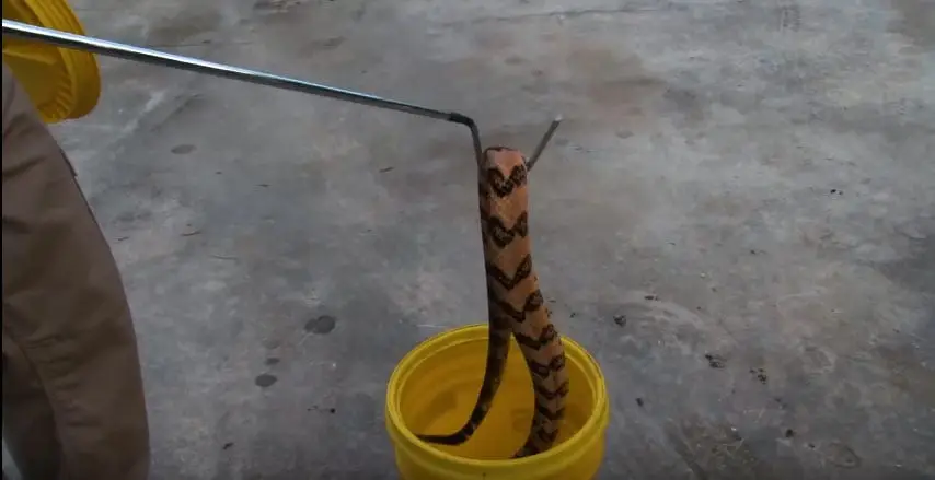Captura con gancho herpetológico y transporte de serpiente en balde