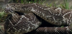 Serpiente Crotalus durissus - Consejos de seguridad en el manejo de serpientes