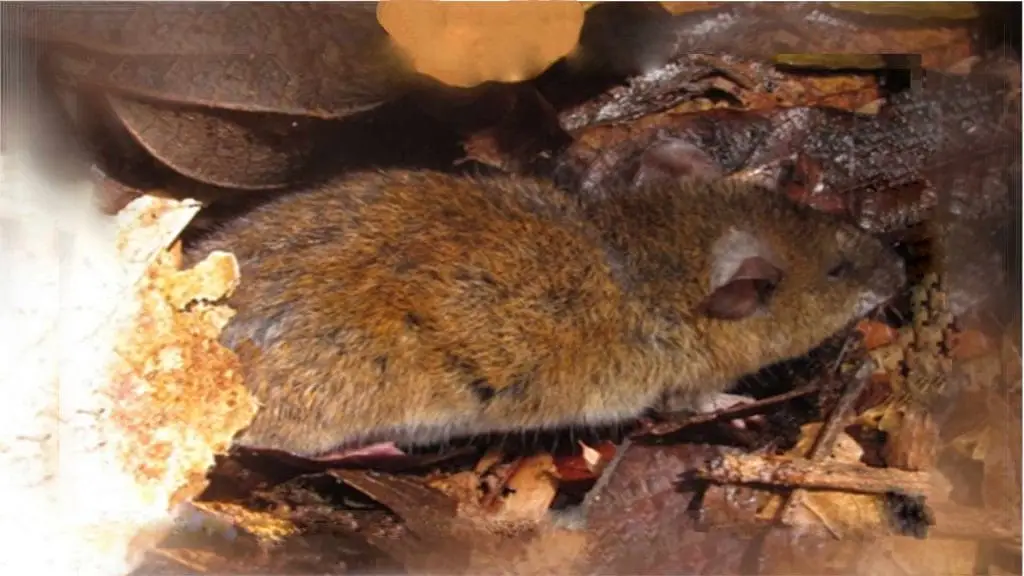 Captura de pequeños mamíferos Nephelomys albigularis