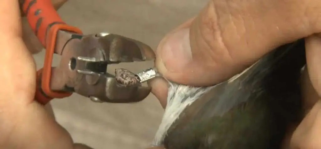 Anillos para aves
