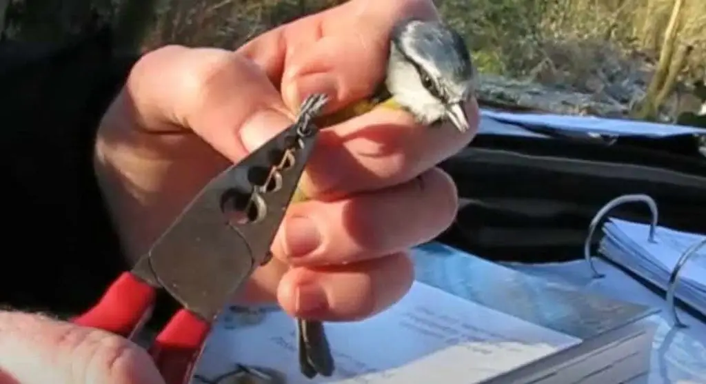 Anillado de aves