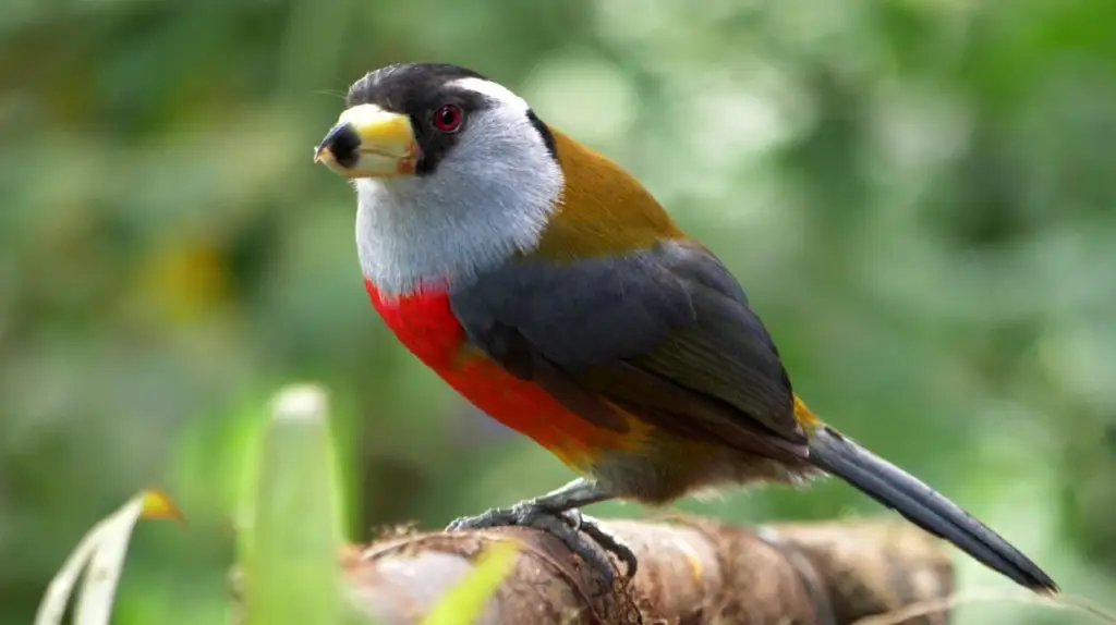 Avistamiento de Aves