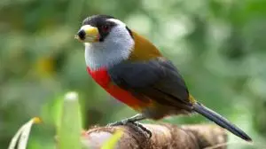 Avistamiento de Aves