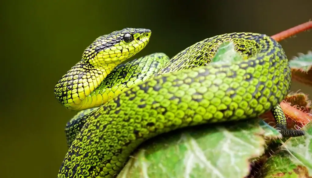 Serpiente en ramas Herpetología