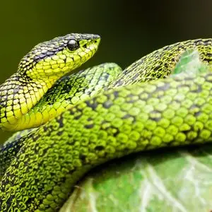 Herpetología