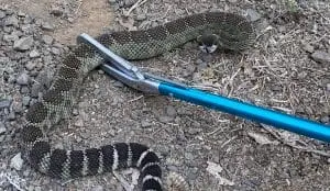 PINZAS HERPETOLÓGICAS