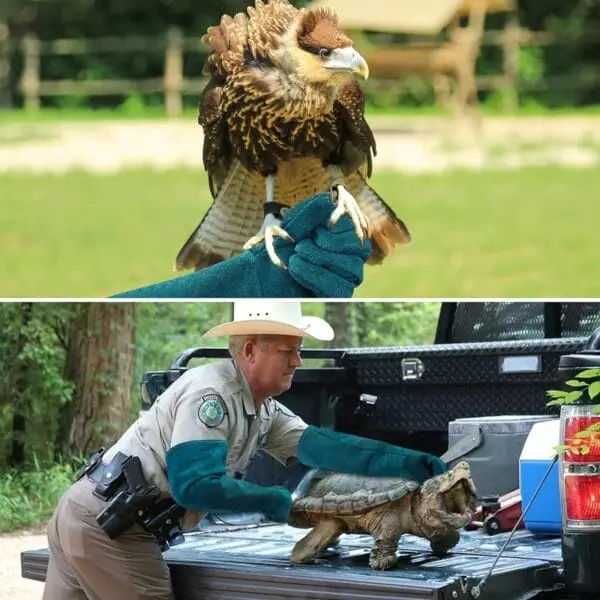 Guantes para manejo de fauna