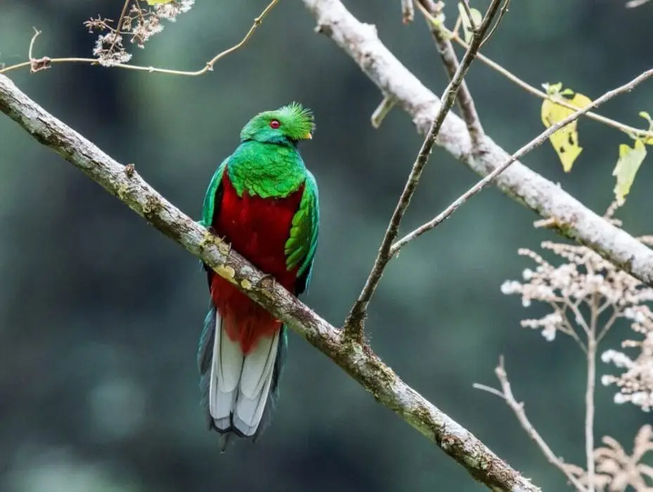 Quetzal Andino (Pharomachrus antisianus), Las Aves Más Hermosas de Colombia