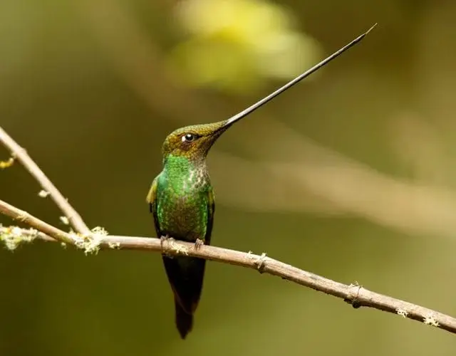 Colibrí Espada (Ensifera ensifera), Las Aves Más Hermosas de Colombia