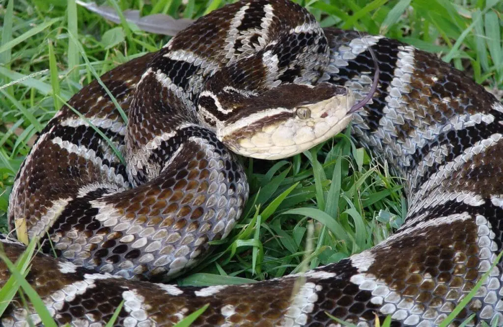 Serpiente Talla X en Colombia Descripción, Distribución y Relevancia Médica