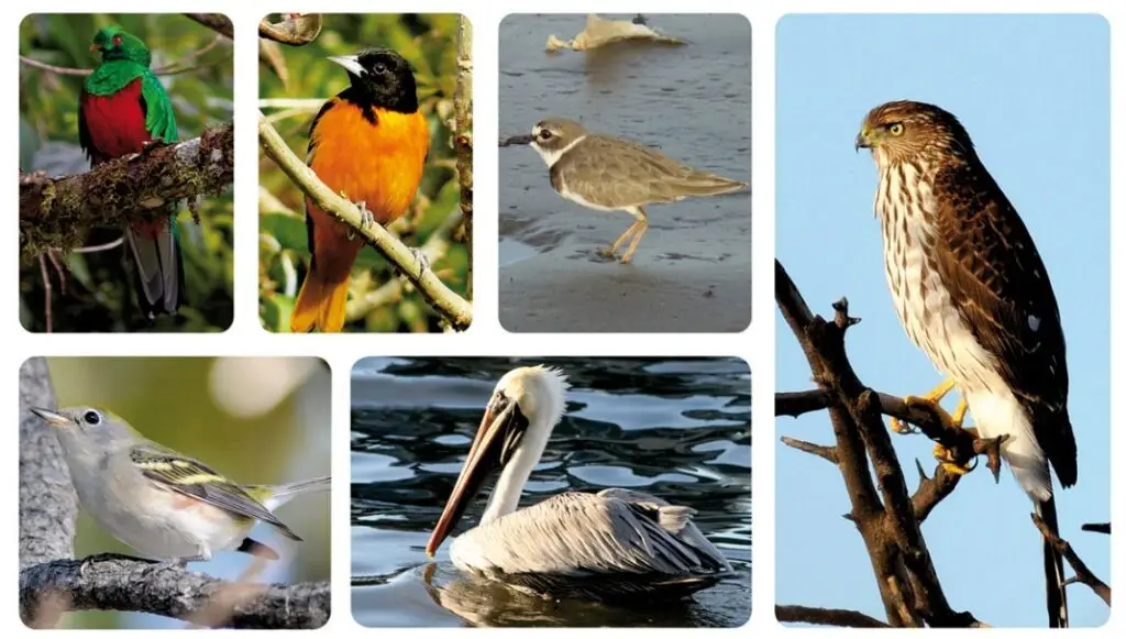 10 aves migratorias de Colombia