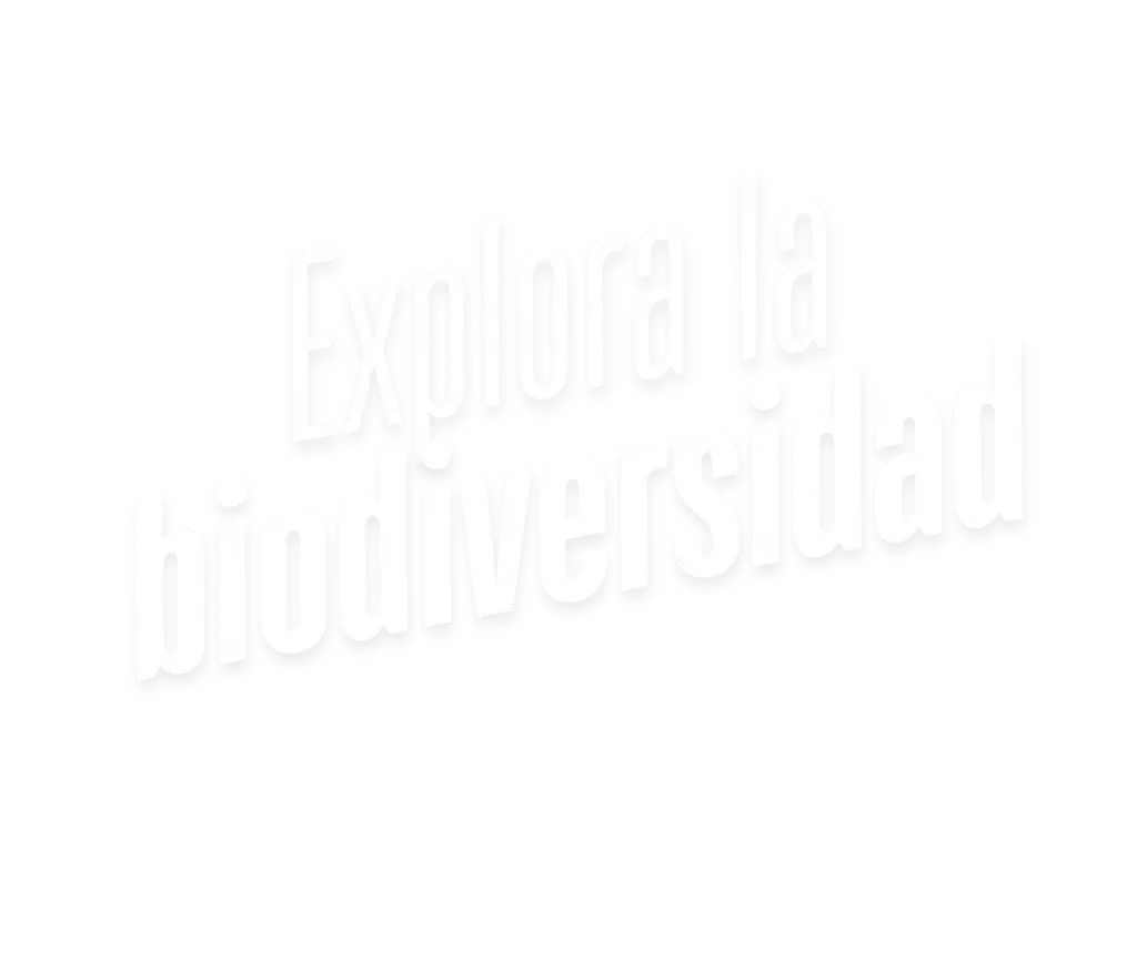 Jaguar entre la vegetación, representa la biodiversidad colombiana.