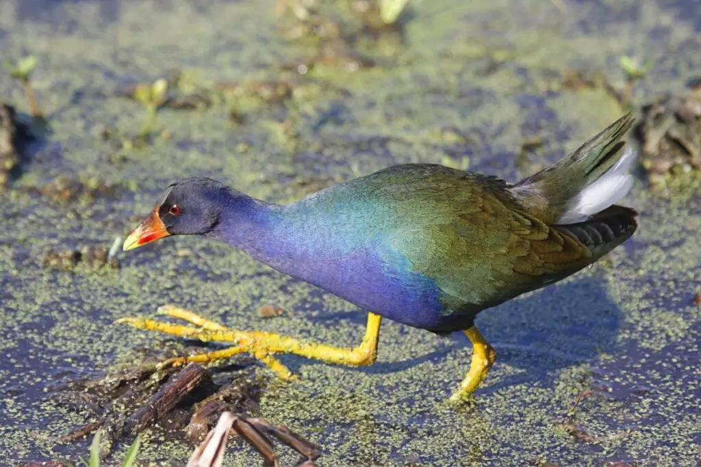Aves migratorias de colombia