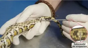como determinar el sexo de una serpiente usando sondas sexadoras en herpetologia