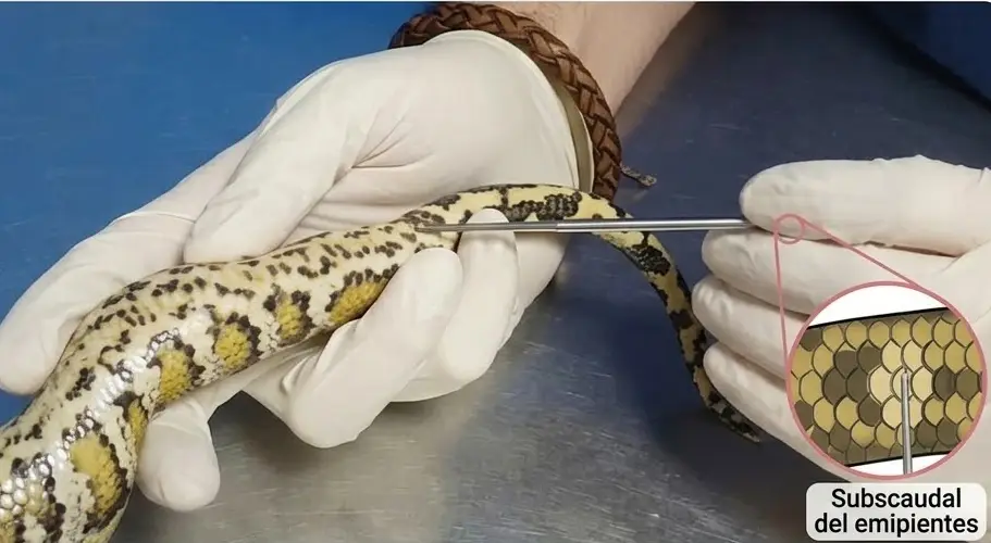como determinar el sexo de una serpiente usando sondas sexadoras en herpetologia