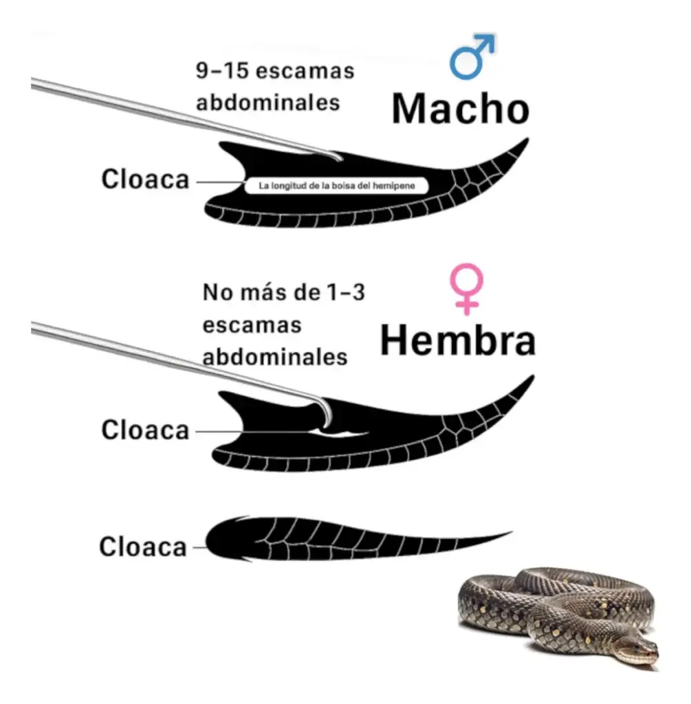 diferencia entre macho y hembra en serpientes usando sondas sexadoras cloacales